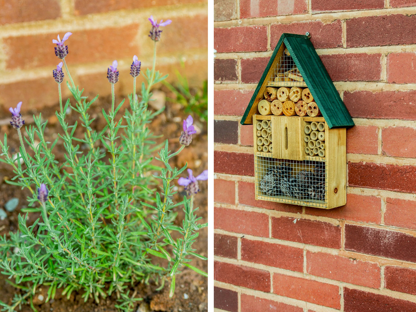 Fathead Lavender and a bug box