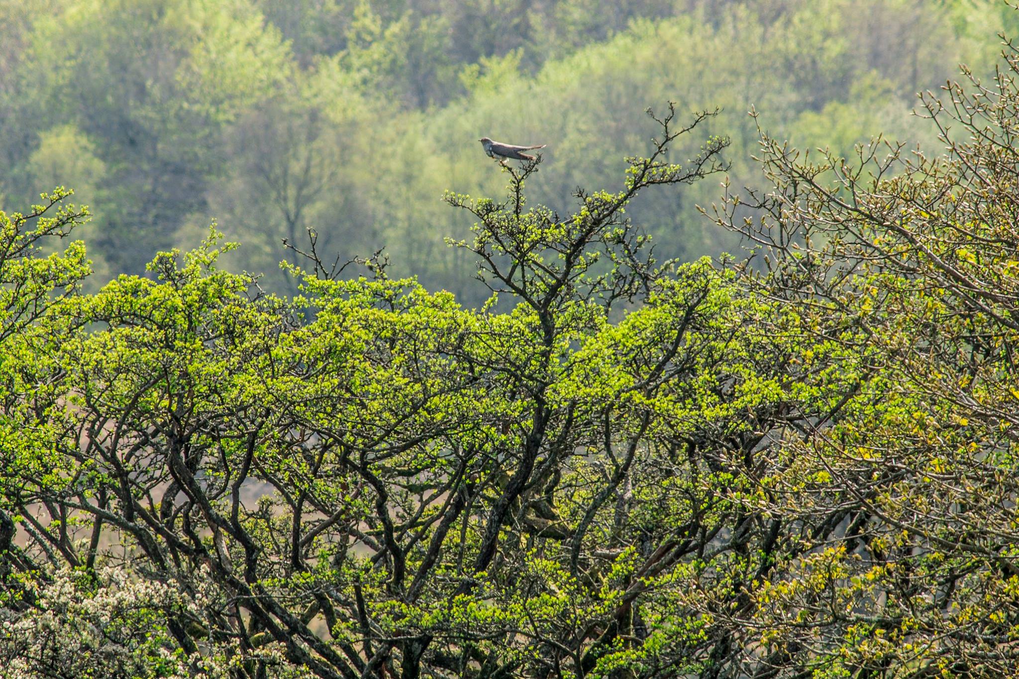 Sneaky Cuckoo